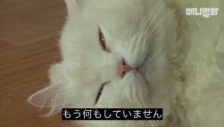 29684 B