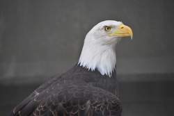 472976 B