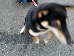 87039 B