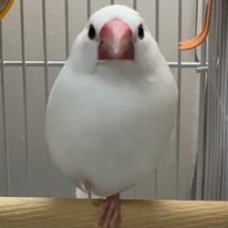 44643 B