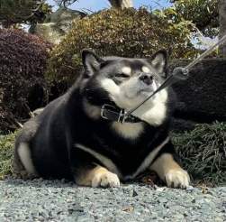 66083 B