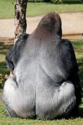 55891 B